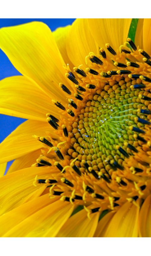 Sunflower. Limited Edition 1/50 15x10 inch Photographic Print by Graham Briggs