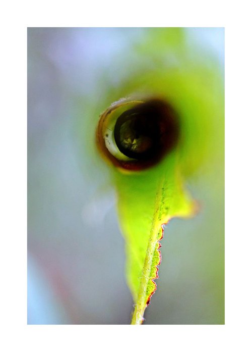 Macro Nature Photography Flowers & Plants 46 by Richard Vloemans