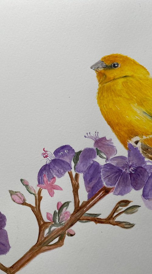 Yellow bird in watercolours by Maxine Taylor