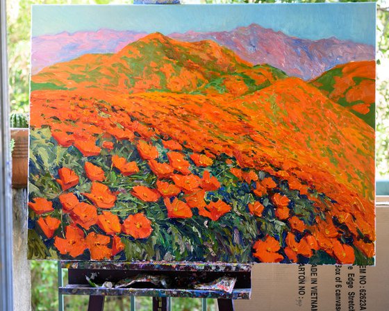 California Poppies on the Mountains