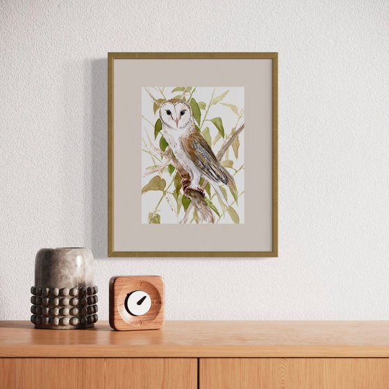 Barn Owl