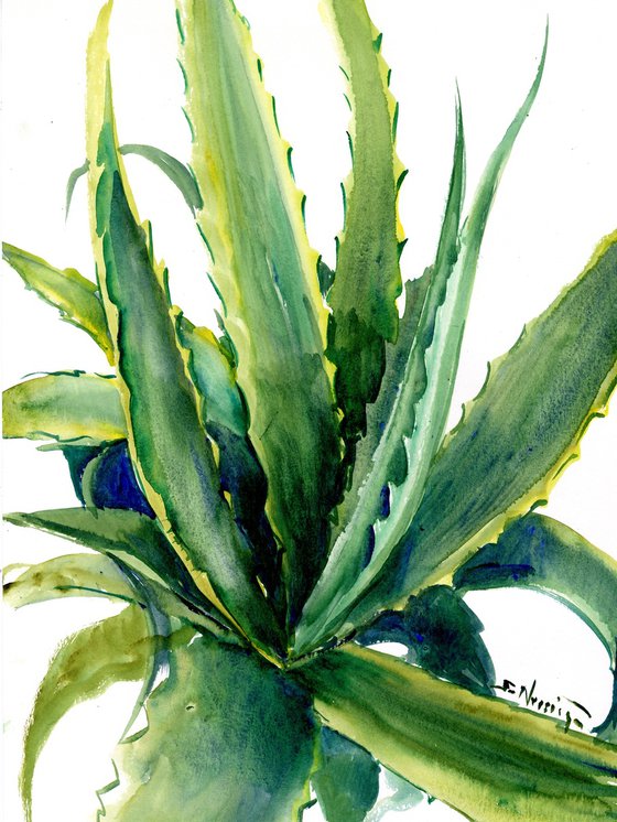 Agave