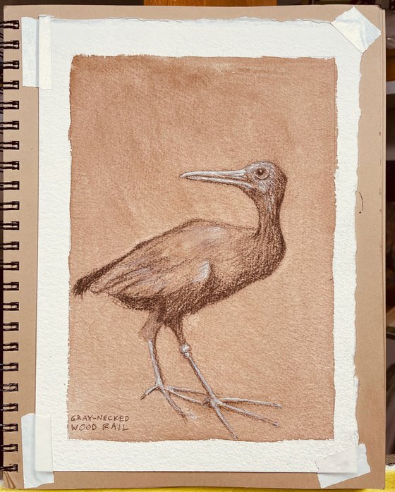 Gray-Necked Rail – bird drawing