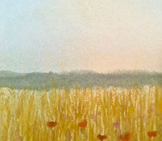 Cornfields, poppies of Summer