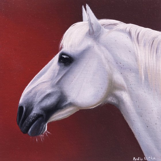 Horse Portrait 109
