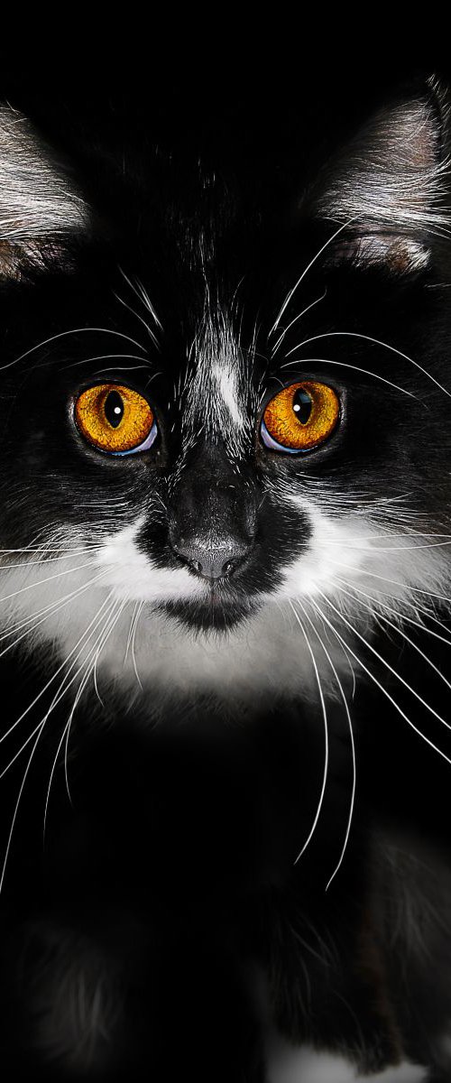 Cat's Eyes by Gandee Vasan