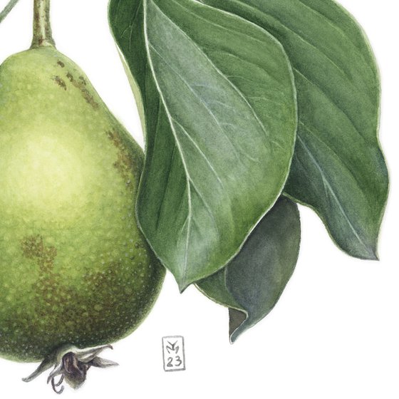 Pear In Leaves