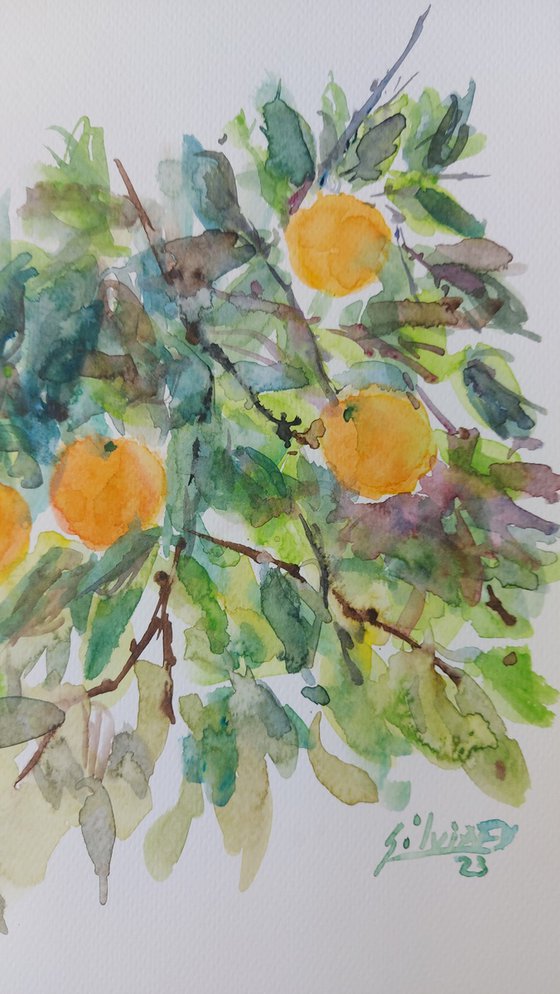 Oranges in Spring