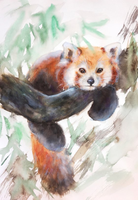 Red Panda