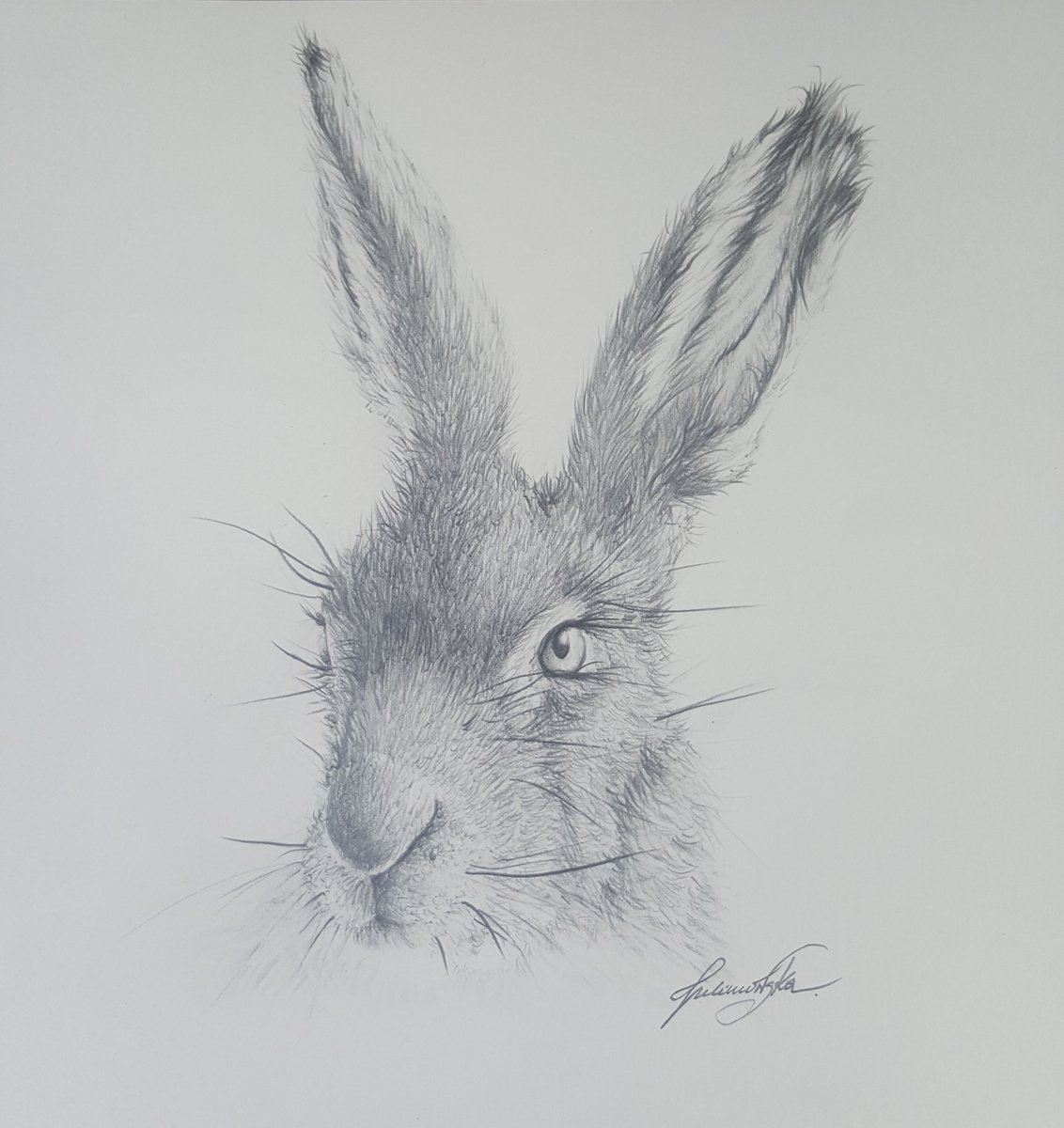 Hare #3 by Maja Tulimowska - Chmielewska