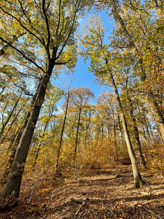 Forêt de Montmorency en automne