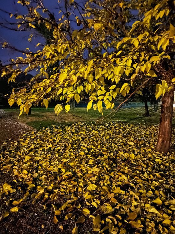 Albero giallo