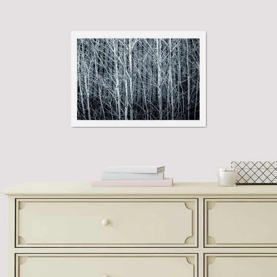 Silver Birches. Limited Edition 1/50 15x10 inch Photographic Print