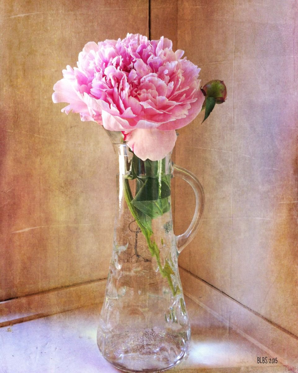 Peony in Vase by Barbara Storey