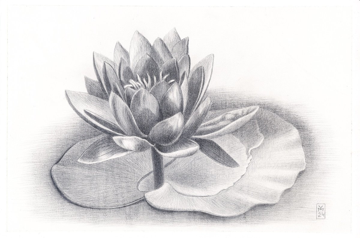 Graphic Botanical Drawing By Yuliia Moiseieva, 11 X 7", Water Lily, Original Artwork