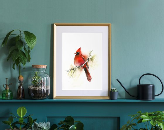 Northern Cardinal Bird