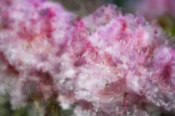Pink 1