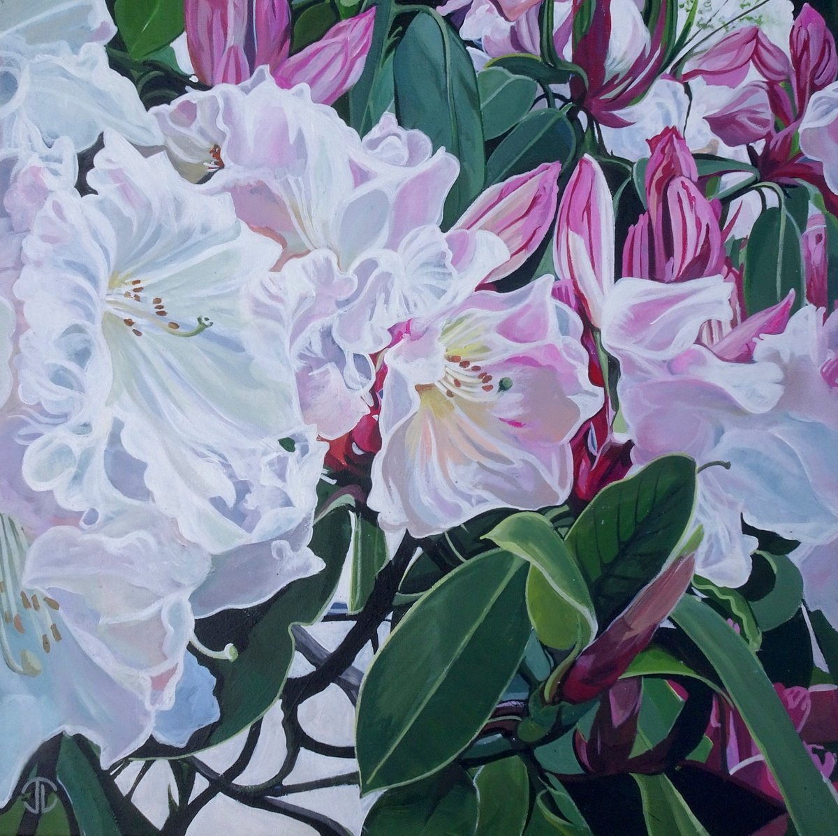 Rhododendrons At Rowallane by Joseph Lynch