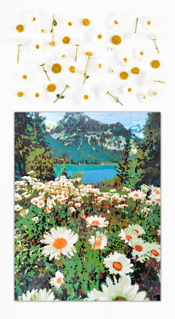 Daisies field in mountains