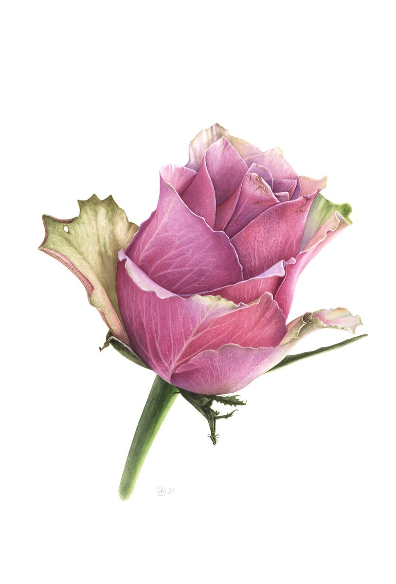 Photorealistic Botanical Watercolour By Yuliia Moiseieva, 15 X 22", Pink Rose, Original Artwork