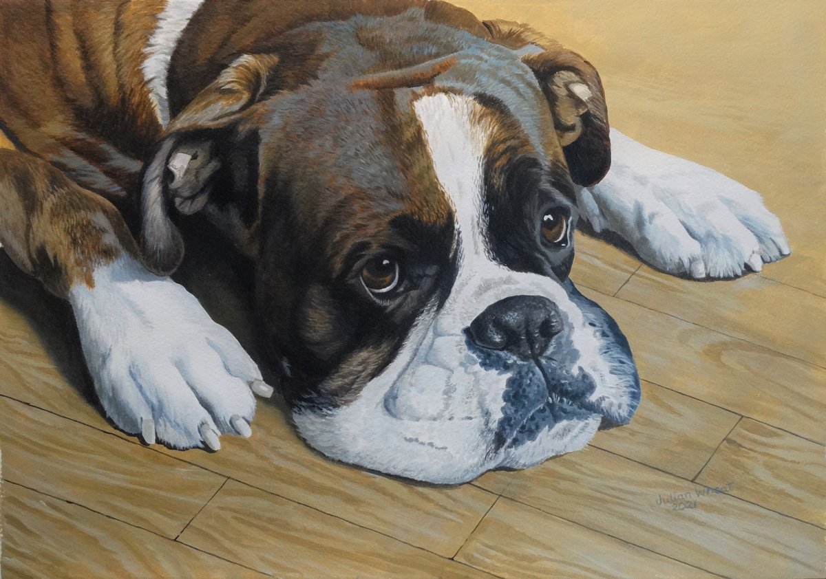 Boxer dog #1 by Julian Wheat