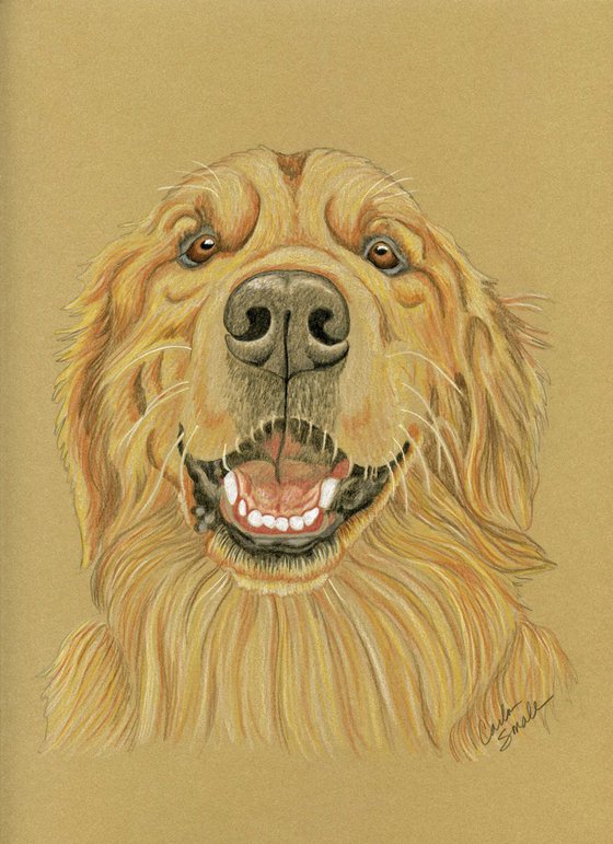 Golden Retriever Pet Dog Art Original Drawing-Carla Smale