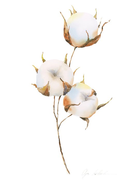 Tender cotton flower by Olga Koelsch