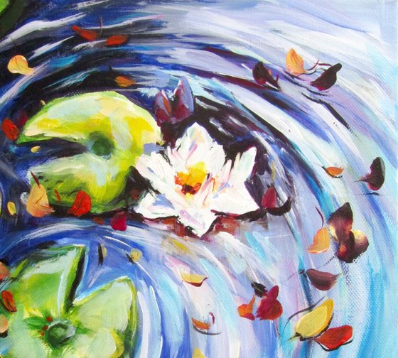 Beautiful water lily