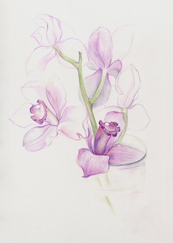 Colored pencils orchids
