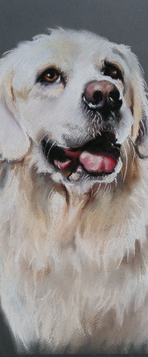 Tatra Sheepdog by Magdalena Palega