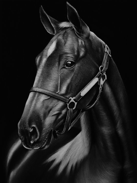 Horse Drawing