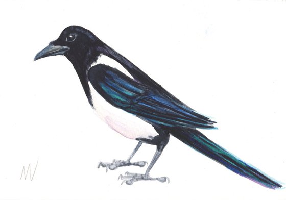 Magpie.