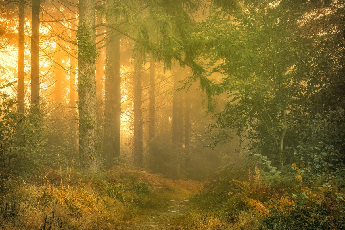 Photograph , Ladock Golden Light By Paul Nash, 24 X 16, Artwork For Sale On Artfinder