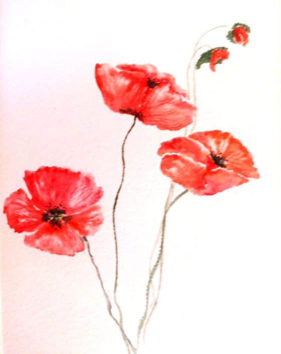 poppies