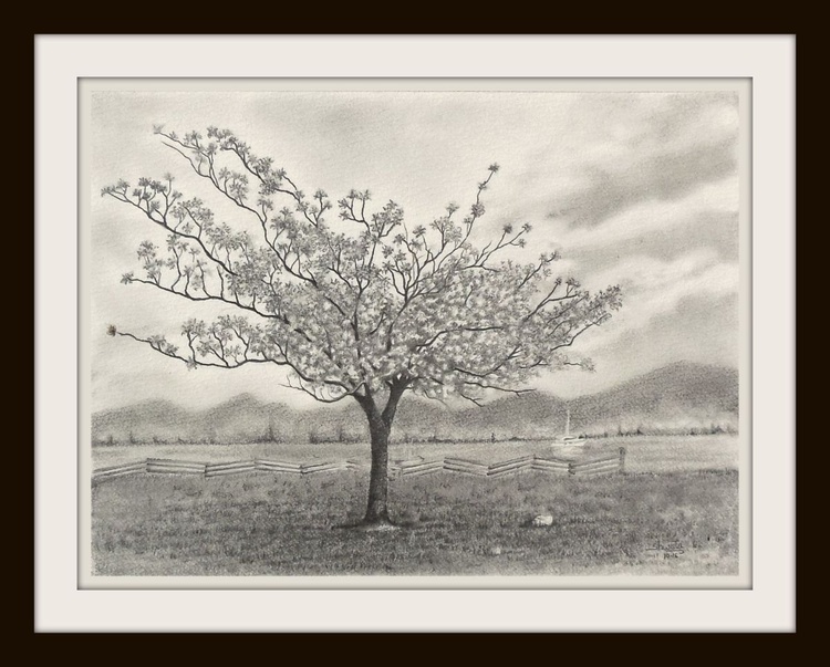 Cherry Blossom Tree Graphite Pencil Drawing Artfinder