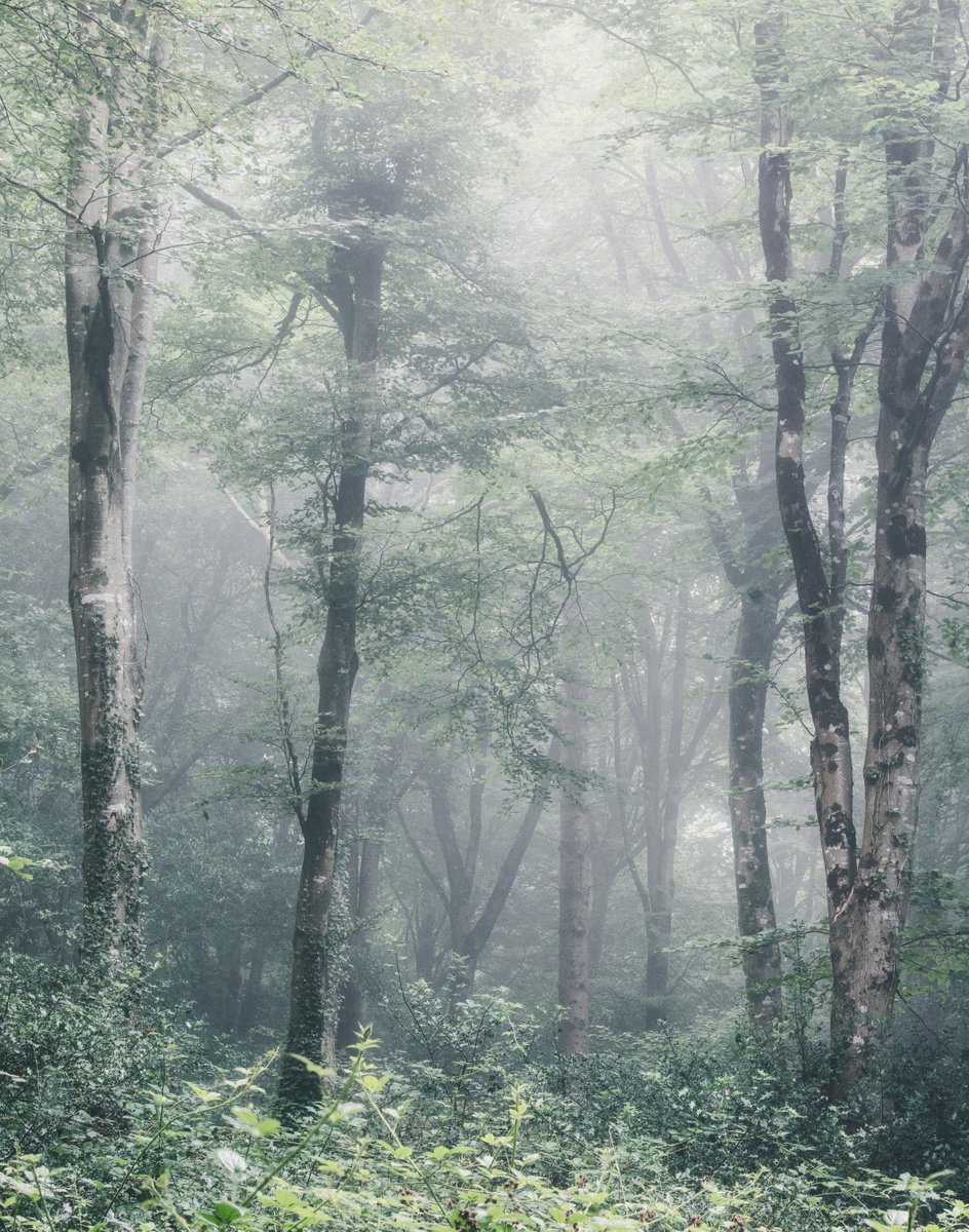 Photorealistic Photograph , Misty Beech Trees By Paul Nash, 16 X 24, Artwork For Sale On Artfinder