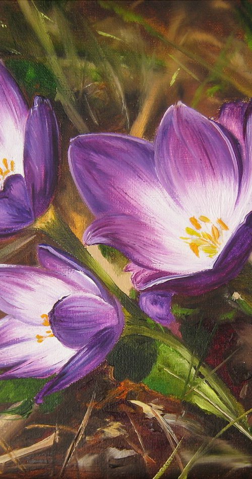 Spring again, Crocuses by Natalia Shaykina