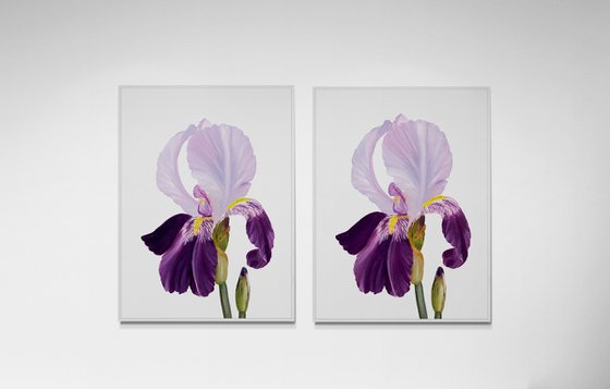 Iris flower spring, garden, botanical