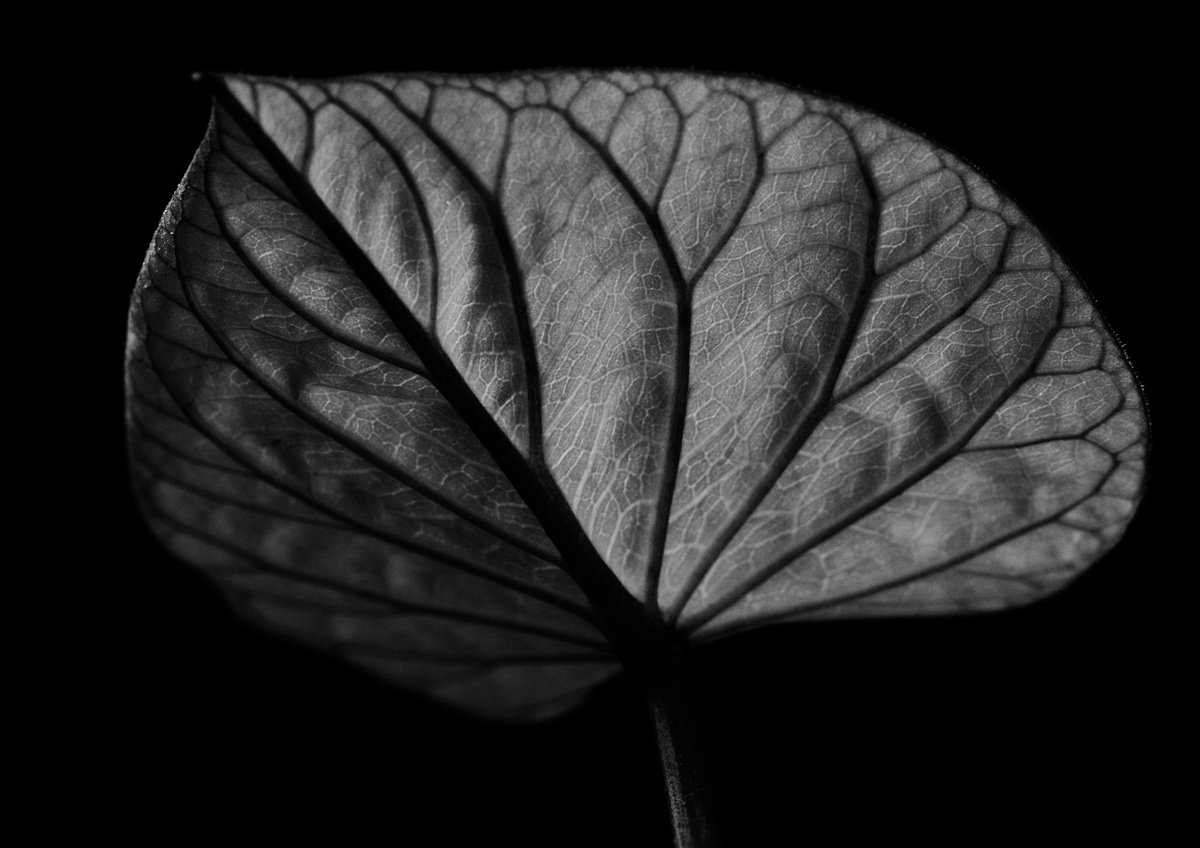 Leaf Veins XI [Framed; also available unframed] by Charles Brabin