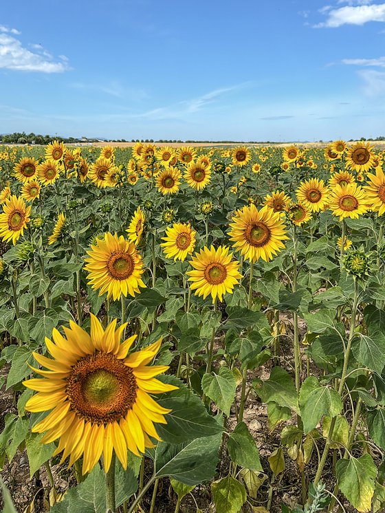 THE SUNFLOWERS