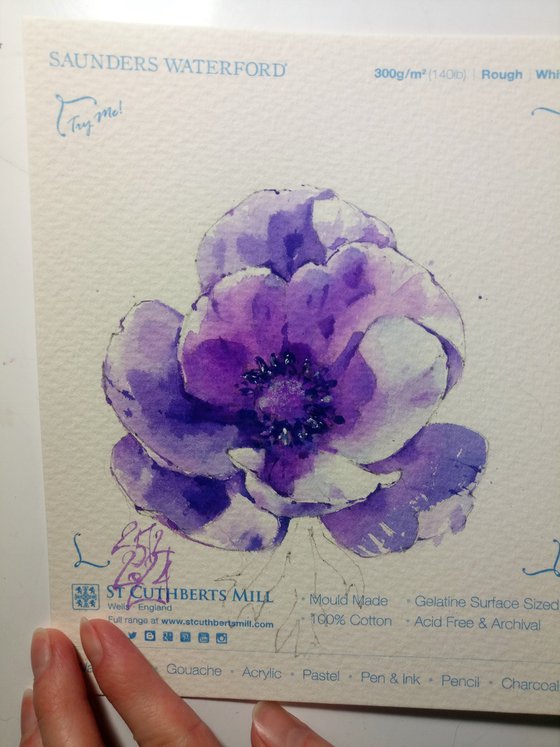 Purple light. Anemone