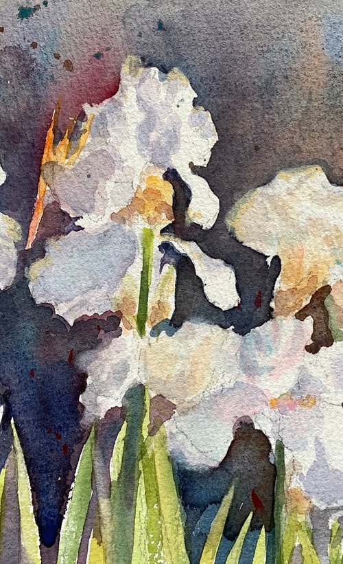 White irises by Shelly Du