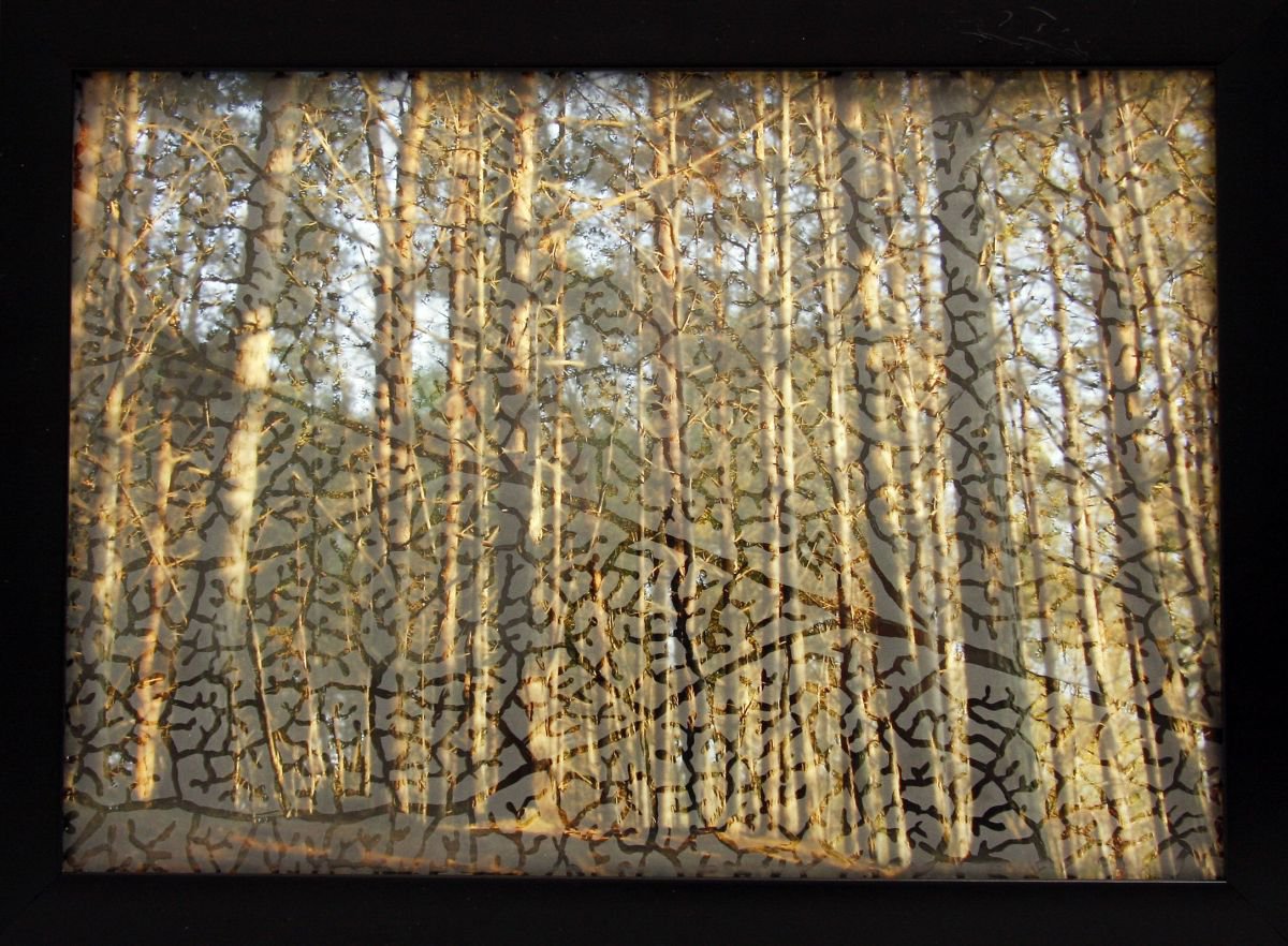 Wood for the Trees 4 by Laura Grace
