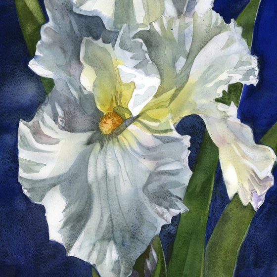 white iris with blue