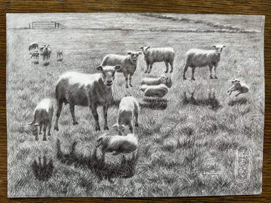 Counting Sheep – 26-05-25