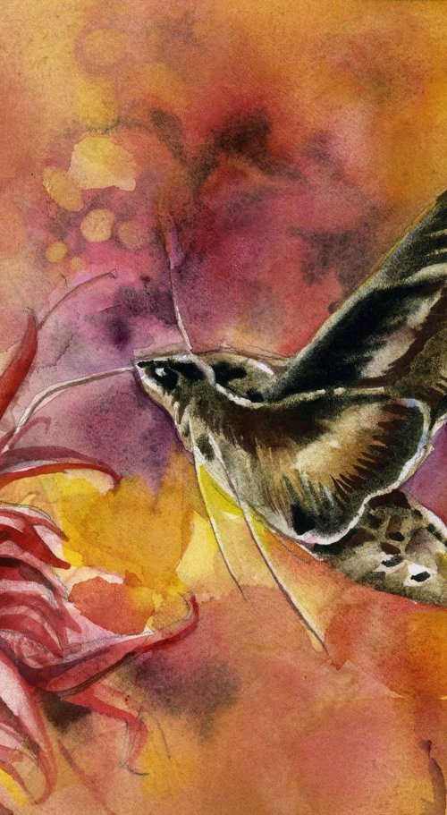 hummingbird moth by Alfred  Ng