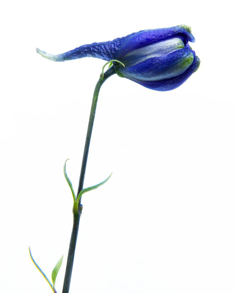 Photorealistic Botanical Photograph By Michael Filonow, 26 X 32", Botanical 15, Original Artwork