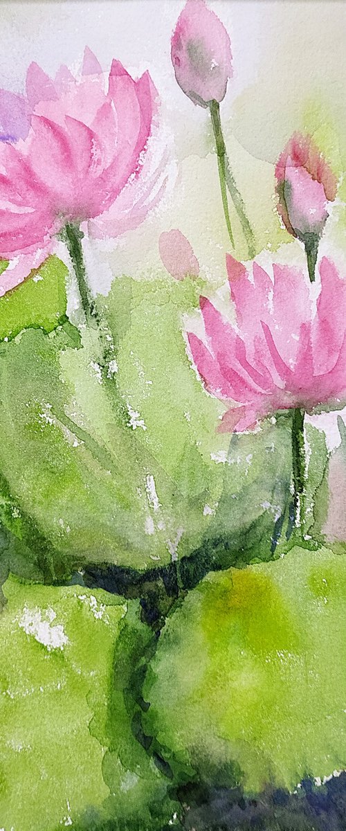 Pink Feng Shui water lilies -1 by Asha Shenoy