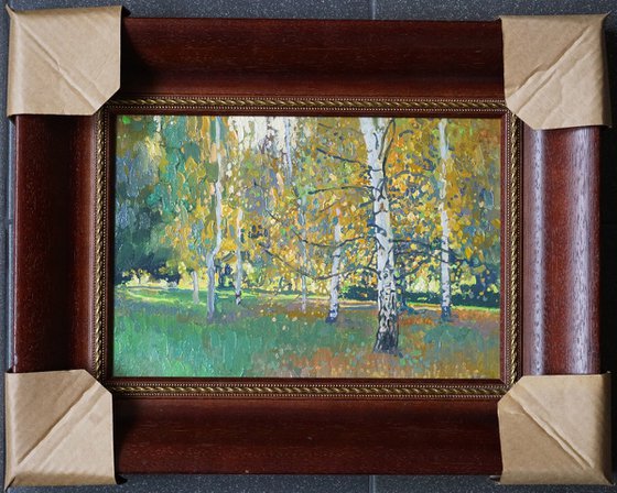 Birch trees at sunset in September