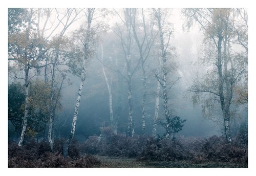 November Forest VII by David Baker